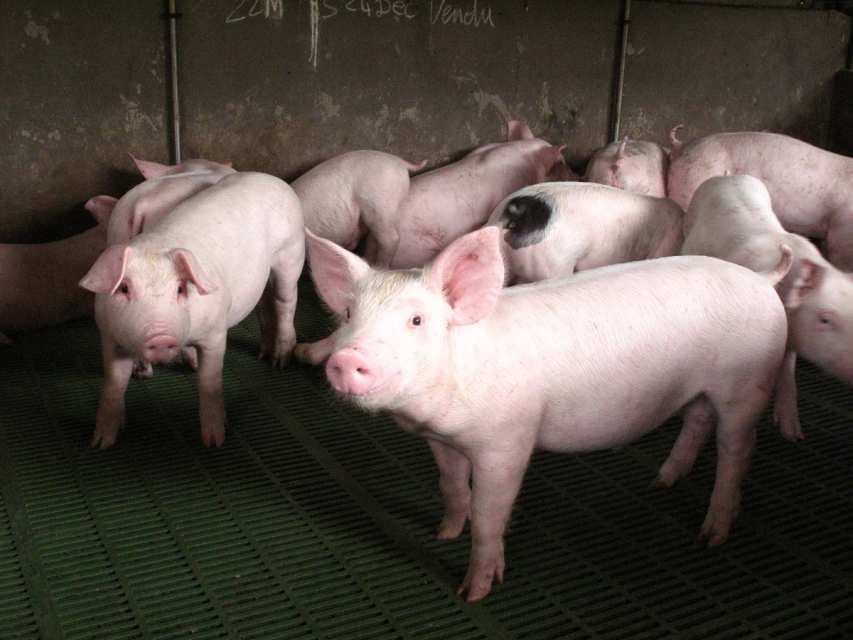 La filière porcine, une production qui répond à la demande locale