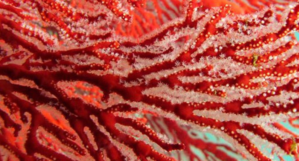 Détail des polypes d'une gorgone rouge - Lagon sud, région de Tiaré