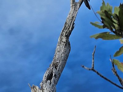 Emouchet bleu en observation au sommet d'un tronc d'arbre