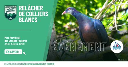 Relâcher de colliers blancs