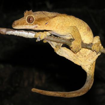 Herpétofaune