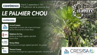 Le Palmier Chou