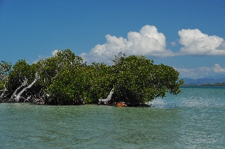 Photo de l'aire protégée : 8a818603679fb79b0167a1372d72005c Communes : La Foa parProvince Sud 