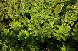 Photo de l'aire protégée : 8a818603679fb79b0167a137238c0032 Communes : Mont-Dore, Dumbéa parMartial Dosdane 