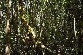 Photo de l'aire protégée : 8a818603679fb79b0167a1371bec0012 Communes : Yaté, Mont-Dore par 