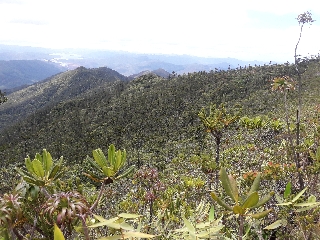 Photo de l'aire protégée : 8a818603679fb79b0167a13718050006 Communes : Yaté par 