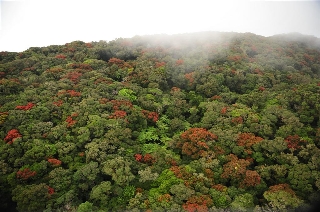 Photo de l'aire protégée : 8a818603679fb79b0167a1371d4e0016 Communes : Thio par 