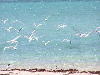 Photo de l'aire protégée : 8a818603679fb79b0167a1372c320054 Communes : Nouméa parMartial Dosdane 