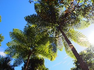Photo de l'aire protégée : 8a818603679fb79b0167a137249f0034 Communes : Moindou, Farino, Sarraméa parMartial Dosdane 