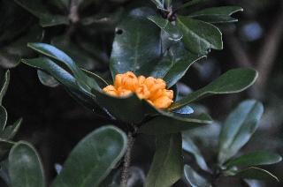 Photo de l'aire protégée : 8a818603679fb79b0167a1372f920068 Communes : Nouméa par 