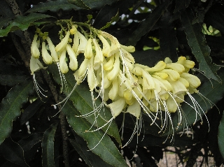 Photo de l'aire protégée : 8a818603679fb79b0167a1372f920068 Communes : Nouméa par 