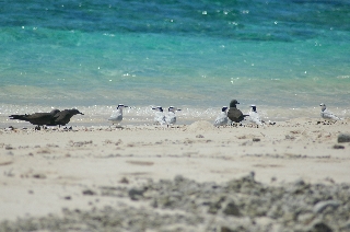 Une photographie érienne de Îlot Térépar Patrice Plichon