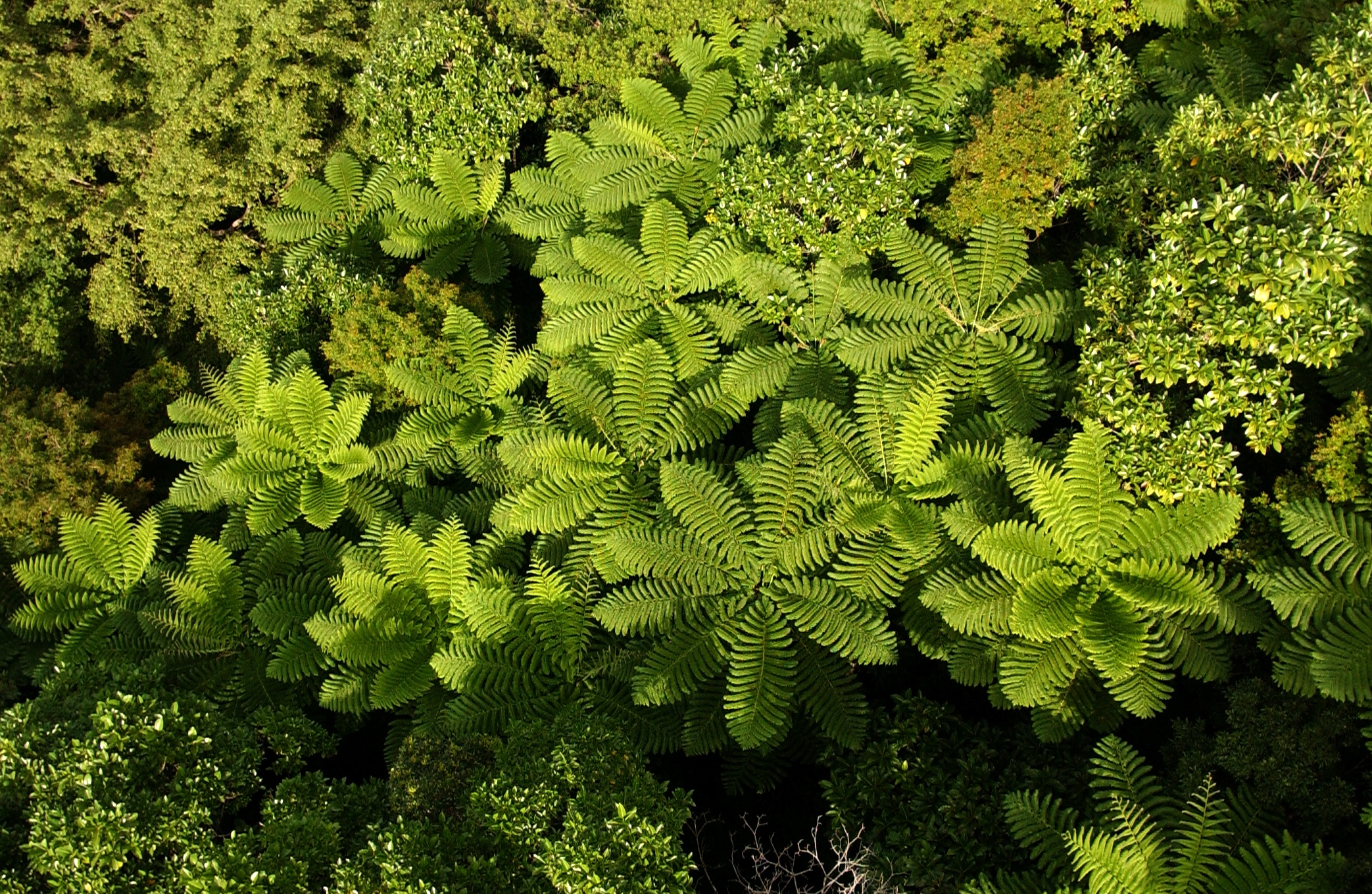 050615 Forêt de la Thy photo 020 rogné.jpg