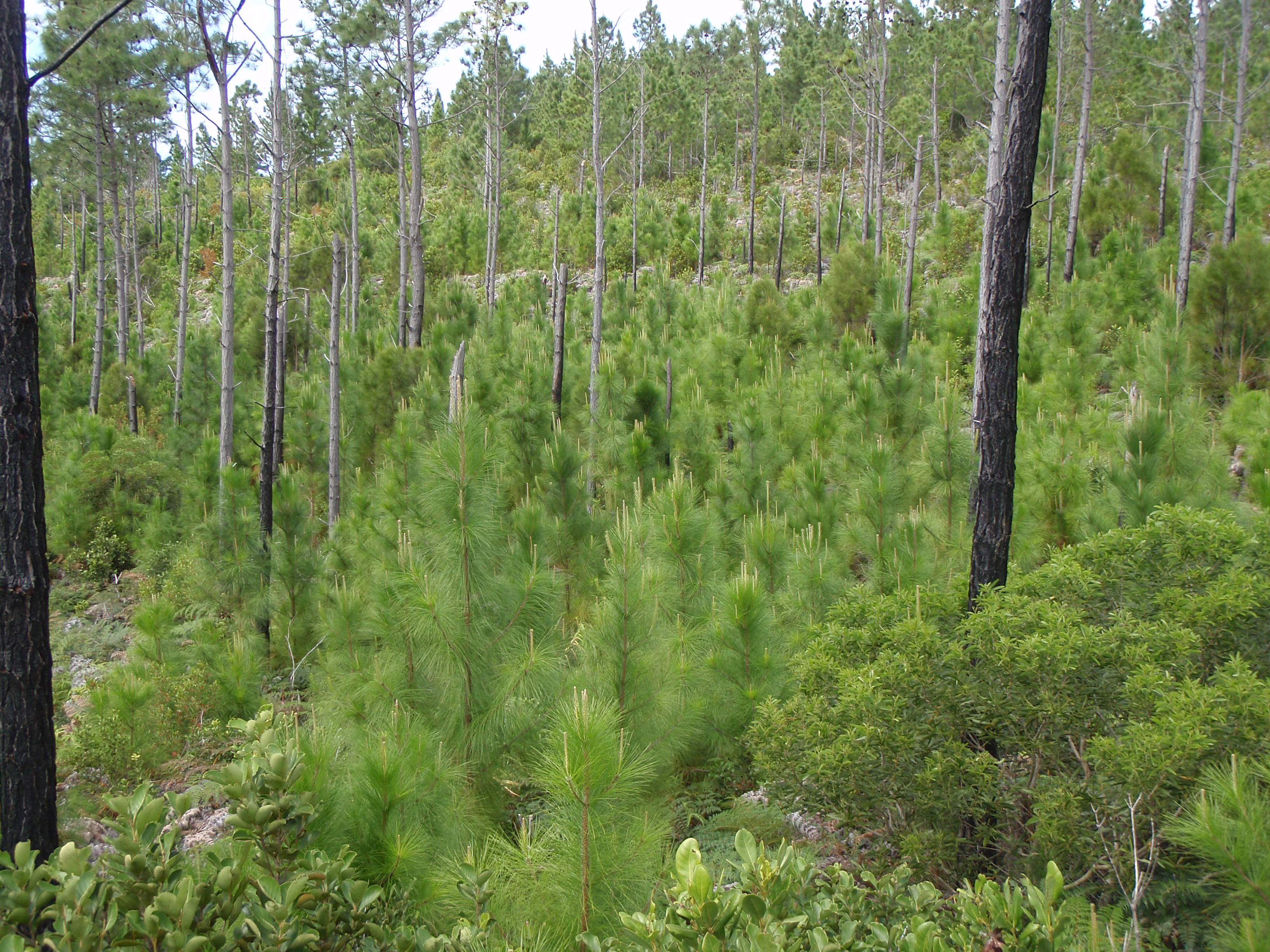 Ile Ouen - 2009 Pinus caribae.JPG