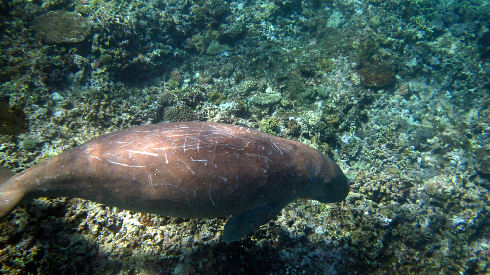 SOS dugong en détresse !