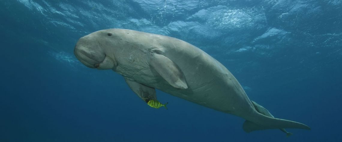 Des ateliers pour sauver les dugongs