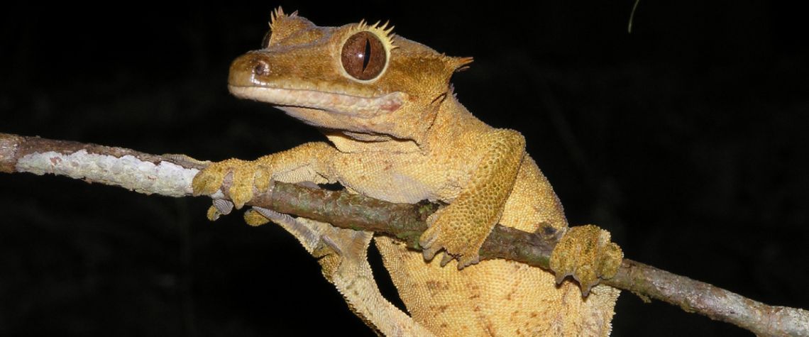 Trafic de geckos : le touriste japonais condamné
