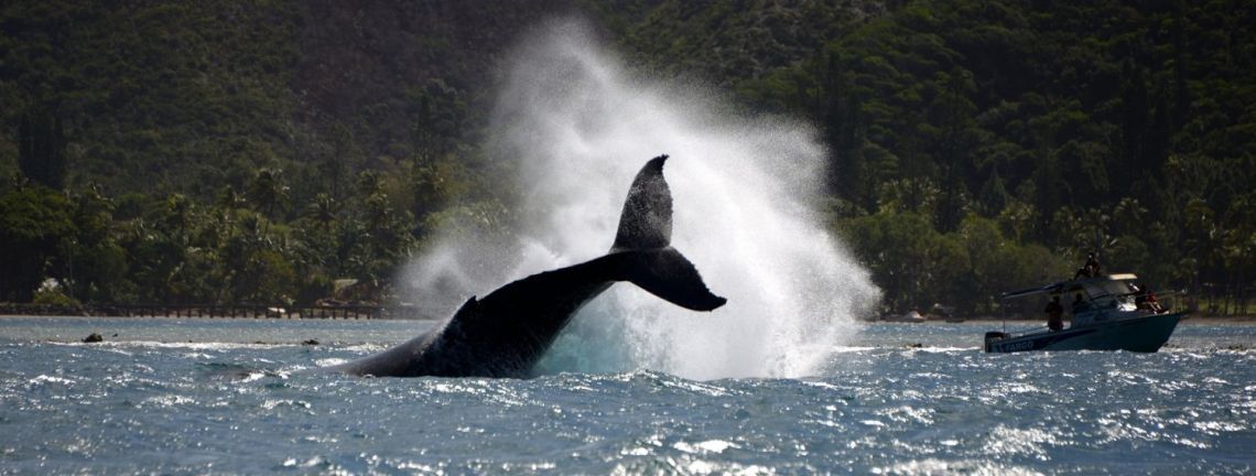 L’observation des baleines sous haute surveillance