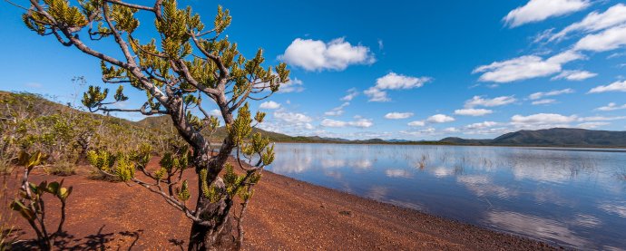 L’eau terroir. Ce conifère appelé bois bouchon est une espèce survivante d’un groupe apparu à l’ère secondaire. Il tire son nom commun de la légèreté de son bois. Particulièrement vulnérable aux feux, il est aujourd’hui d’autant plus menacé que sa croissante est très lente.
