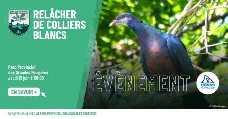 Relâcher de colliers blancs