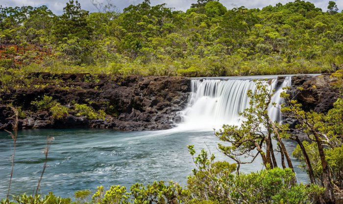 L’eau préhistorique. Les chutes de la Madeleine se trouvent dans une réserve naturelle de 400 Ha, qui recèle d’une diversité exceptionnelle, avec un taux d’endémisme incroyable. Théâtre d’un véritable voyage aux origines de la vie, à la découverte de la flore originelle de la Nouvelle-Calédonie. La flore de la réserve est notamment remarquable par la présence, le long de la rivière, de 7 conifères primitifs, vestiges de l'ère secondaire. Tandis que, sous l'eau, un groupement végétal unique constitue l'habitat du poisson Galaxias neocaledonicus, véritable fossile vivant du Gondwana.