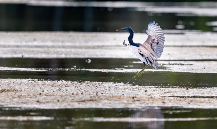 L’eau nourricière. Les petits crustacées, invertébrés aquatiques et poissons constituent la base alimentaire de cette aigrette sacrée, également appelée long cou.