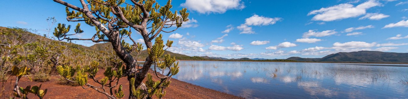 L’eau terroir. Ce conifère appelé bois bouchon est une espèce survivante d’un groupe apparu à l’ère secondaire. Il tire son nom commun de la légèreté de son bois. Particulièrement vulnérable aux feux, il est aujourd’hui d’autant plus menacé que sa croissante est très lente.