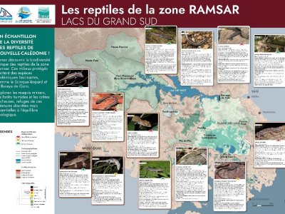 Les reptiles de la zone RAMSAR