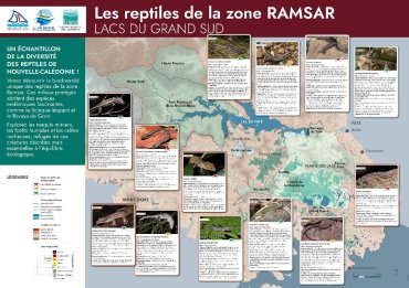 Les reptiles de la zone RAMSAR