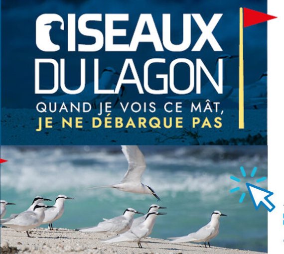 oiseaux du lagon
