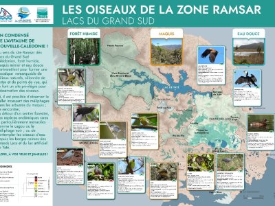 Les oiseaux de la zone RAMSAR