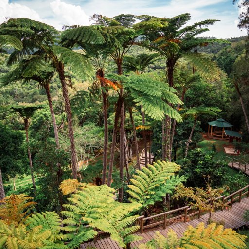 photo de l'arboretum du parc provincial des grandes fougères