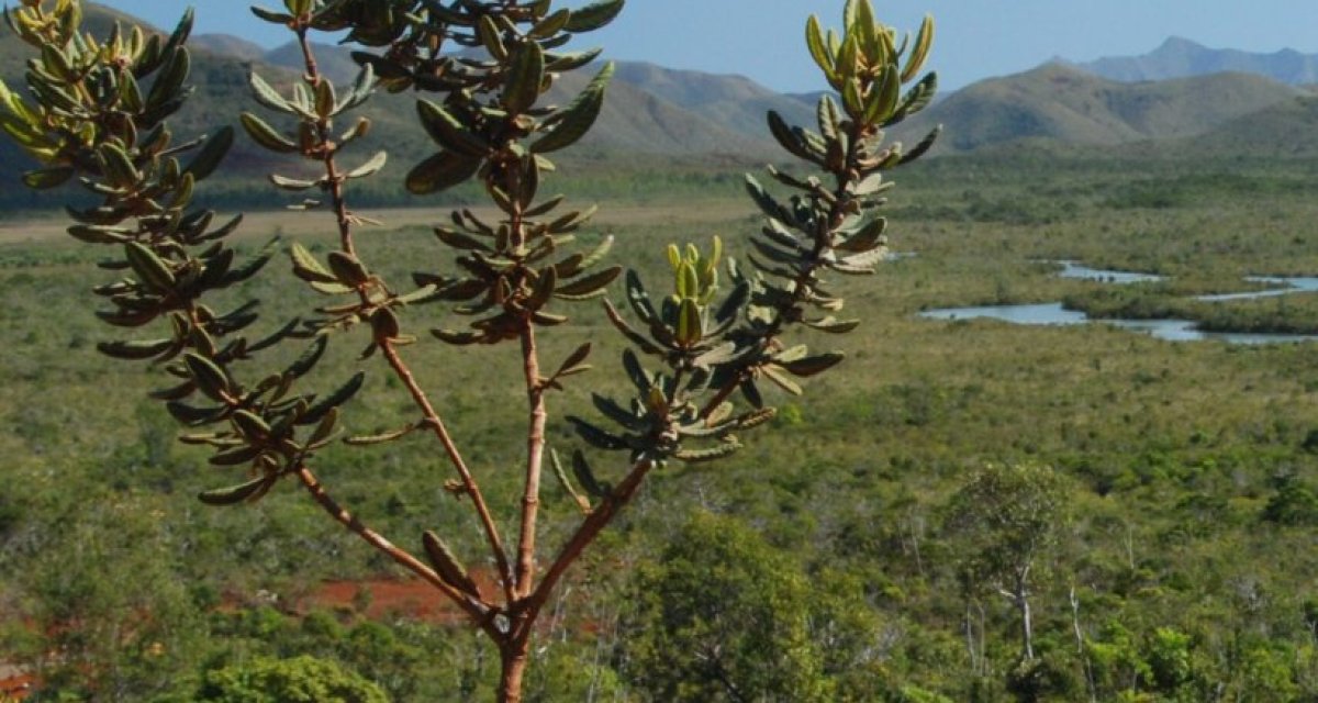 Calendrier des nidifications en province Sud