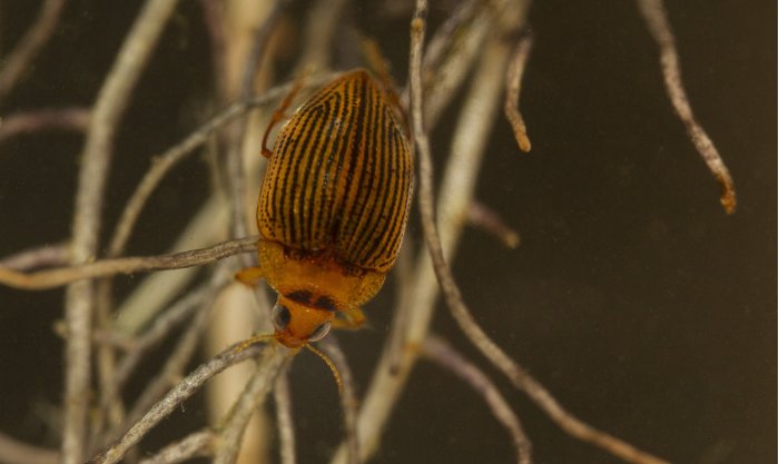 L’eau découverte. Souvent mal aimés et oubliés, les insectes sont néanmoins indispensables à nos écosystèmes. Ce coléoptère aquatique a été collecté au 19ème siècle, puis retrouvé pour la première fois 150 ans plus tard, en 2015, dans une doline du Grand Sud. Ce petit insecte aquatique nous rappelle que de très nombreuses espèces restent encore à identifier parmi les mollusques, les insectes, et autres invertébrés.