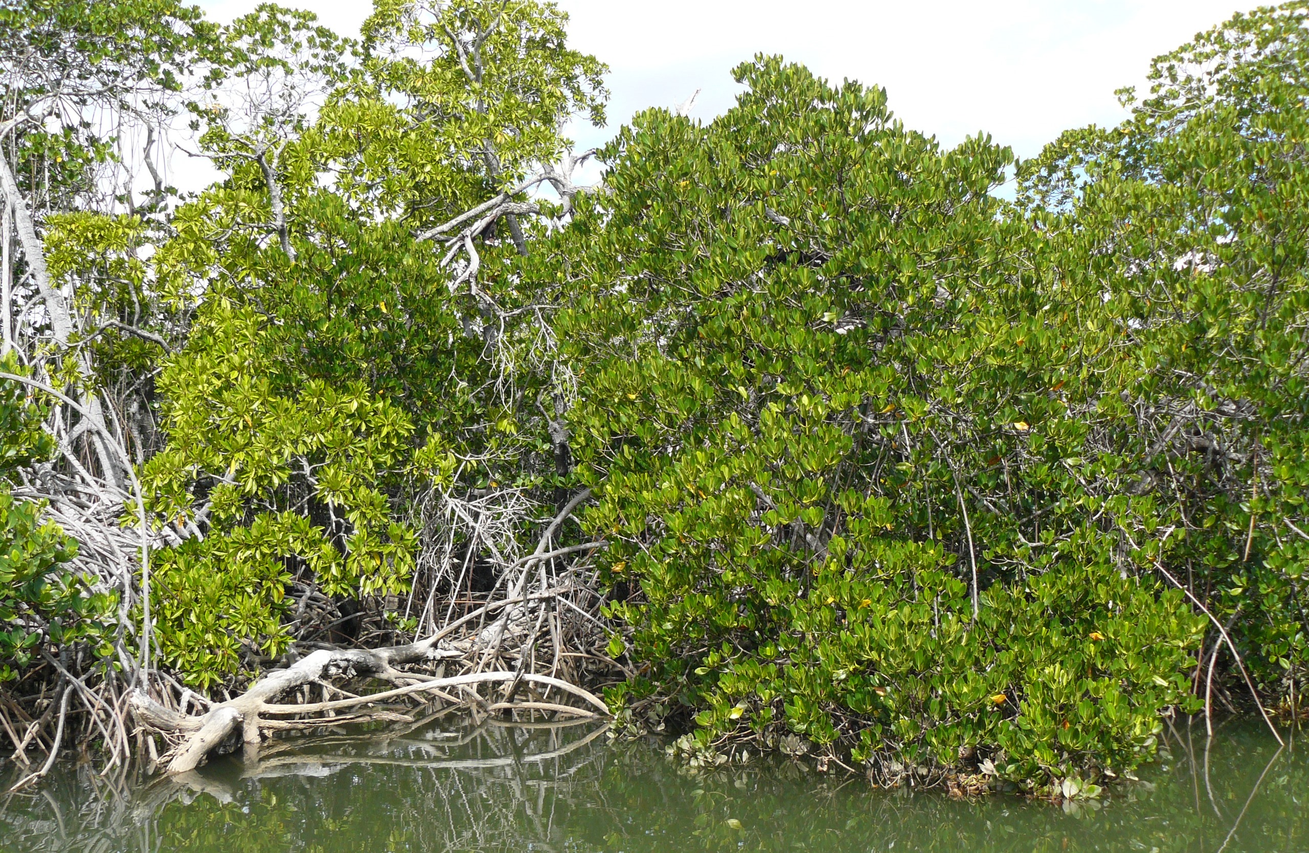 mangrove