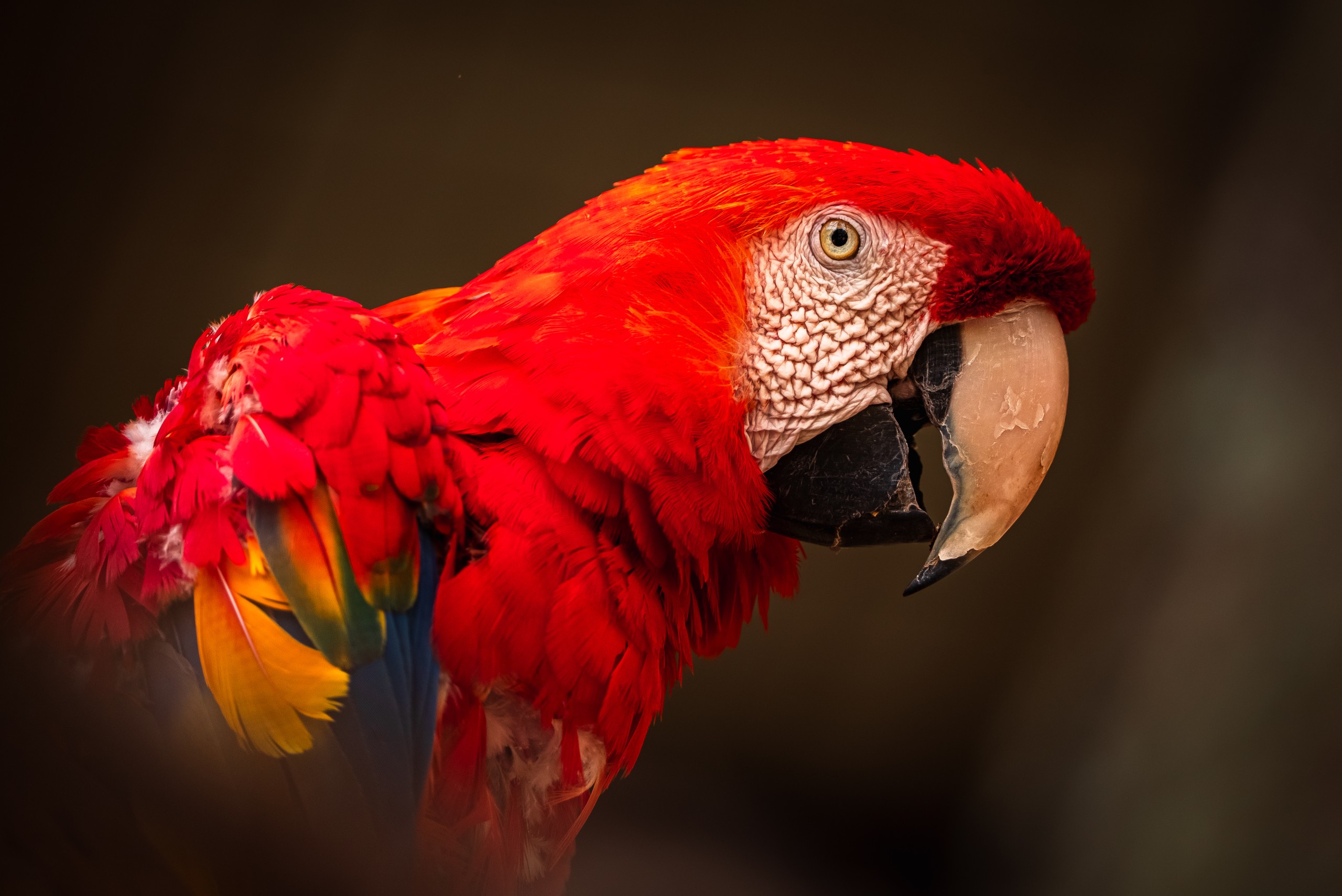 Ara rouge (Avifaune ) • Province Sud
