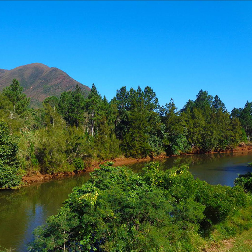 Dense green trees line a calm river with a mountain and bright blue sky in the background. (informative landscape)