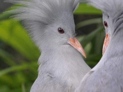 Cagou calédonien avec sa crète relevée