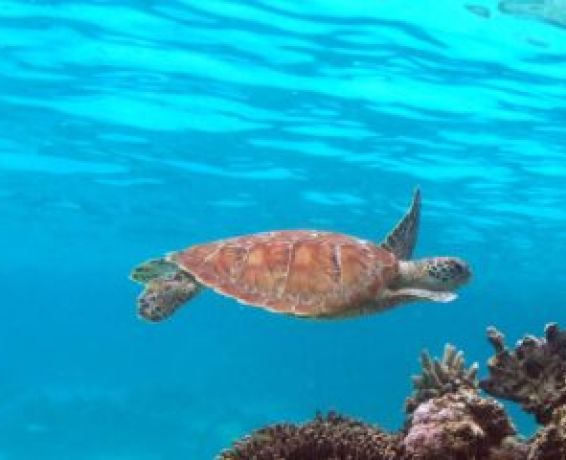 Eretmochelys imbricata