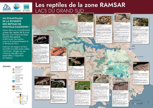 /Les reptiles de la zone RAMSARindex.html