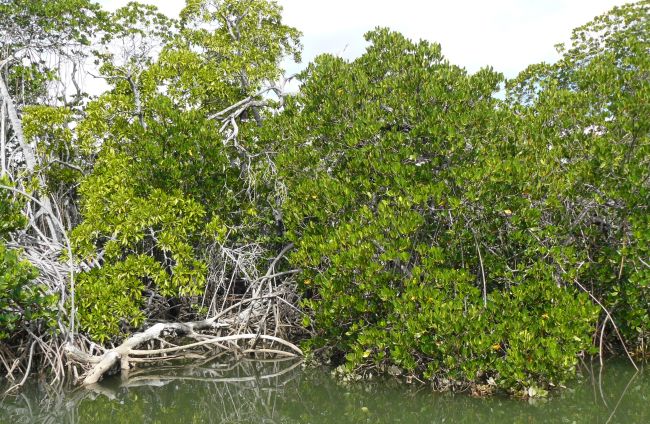 mangrove