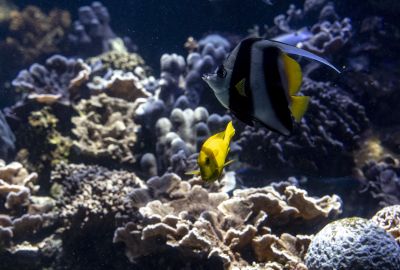 biodiversité
