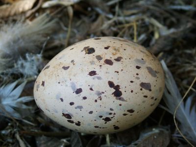 Oeuf de cagou de couleur blanc tacheté
