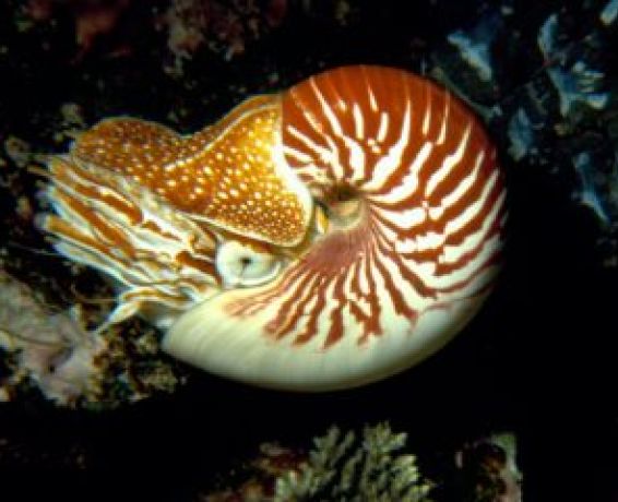 Nautilus macromphalus