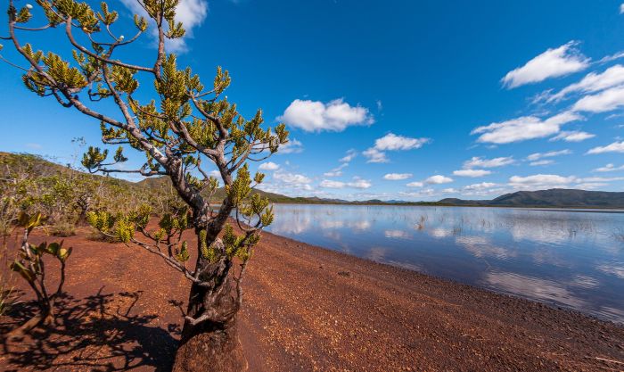 L’eau terroir. Ce conifère appelé bois bouchon est une espèce survivante d’un groupe apparu à l’ère secondaire. Il tire son nom commun de la légèreté de son bois. Particulièrement vulnérable aux feux, il est aujourd’hui d’autant plus menacé que sa croissante est très lente.