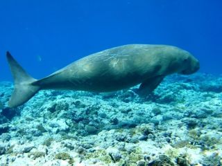 dugong bruno (7) rogné