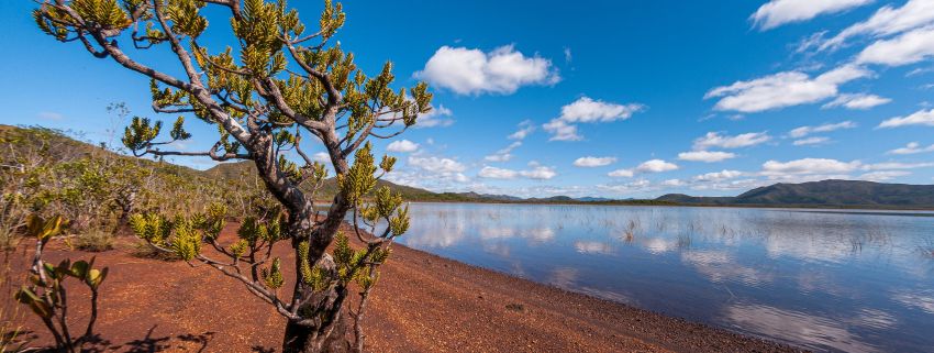 L’eau terroir. Ce conifère appelé bois bouchon est une espèce survivante d’un groupe apparu à l’ère secondaire. Il tire son nom commun de la légèreté de son bois. Particulièrement vulnérable aux feux, il est aujourd’hui d’autant plus menacé que sa croissante est très lente.