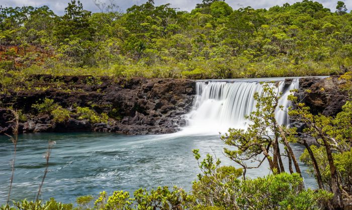 L’eau préhistorique. Les chutes de la Madeleine se trouvent dans une réserve naturelle de 400 Ha, qui recèle d’une diversité exceptionnelle, avec un taux d’endémisme incroyable. Théâtre d’un véritable voyage aux origines de la vie, à la découverte de la flore originelle de la Nouvelle-Calédonie. La flore de la réserve est notamment remarquable par la présence, le long de la rivière, de 7 conifères primitifs, vestiges de l'ère secondaire. Tandis que, sous l'eau, un groupement végétal unique constitue l'habitat du poisson Galaxias neocaledonicus, véritable fossile vivant du Gondwana.