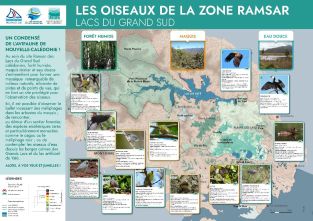 Les oisieaux de la zone RAMSAR