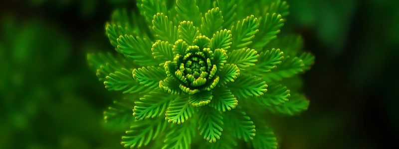 Saison des baleines, observez-les avec respect